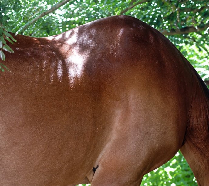 Flanc d’un cheval alezan