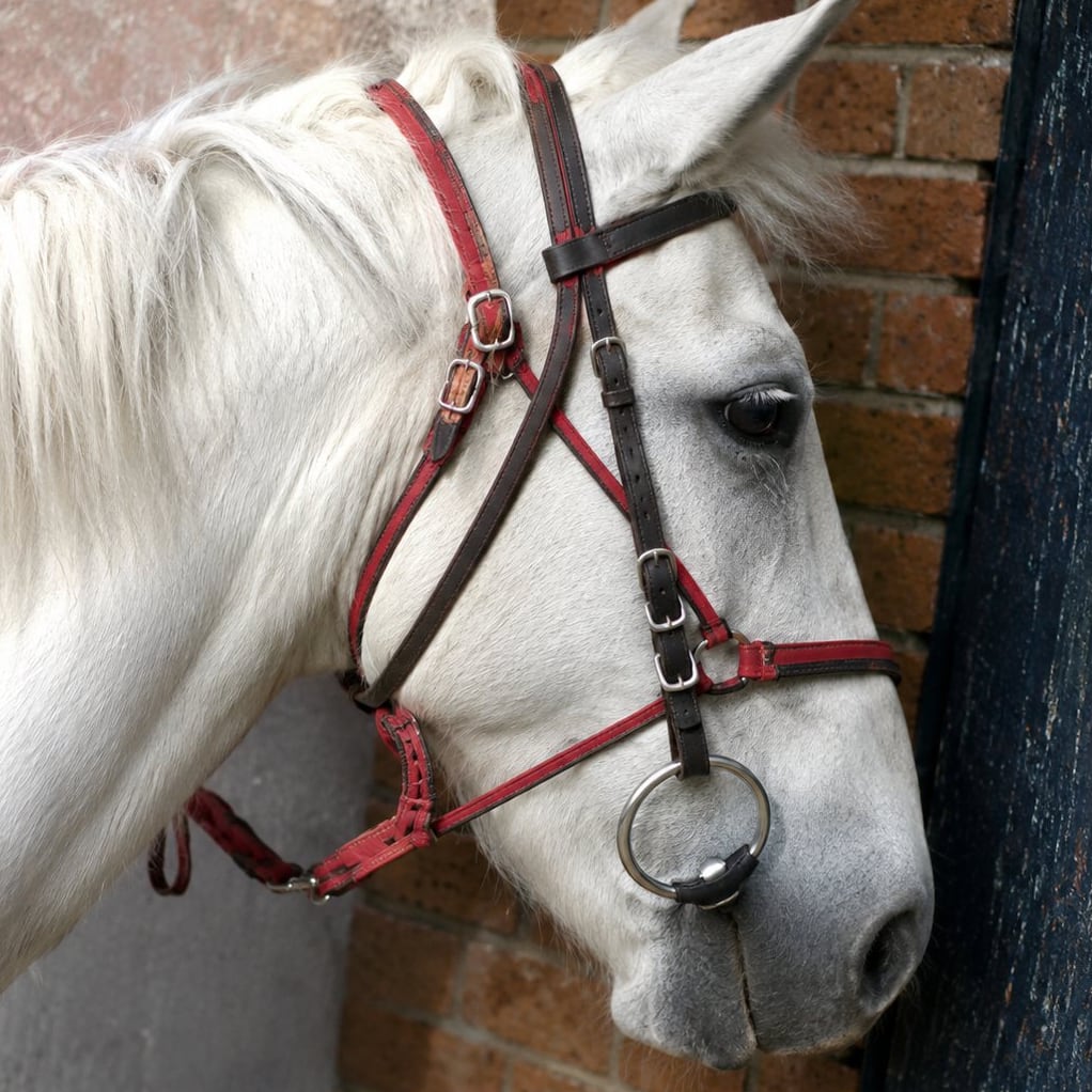 Cheval blanc portant un licol rouge